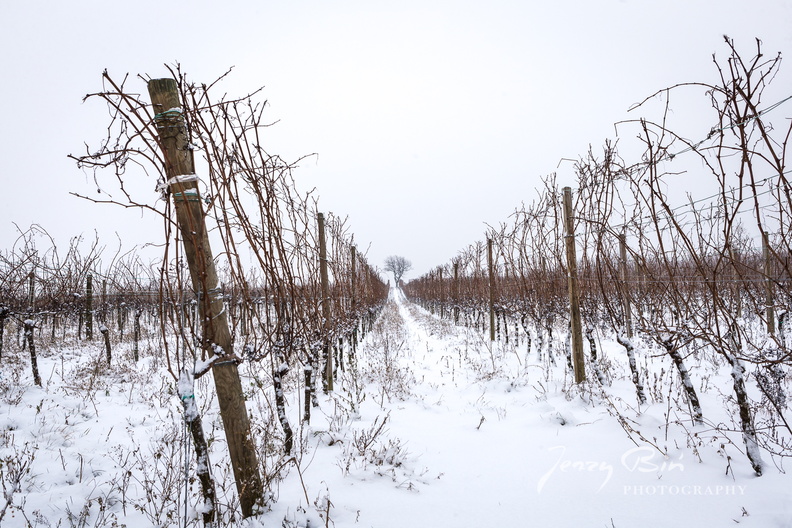 Burgenland-Wein-26.jpg