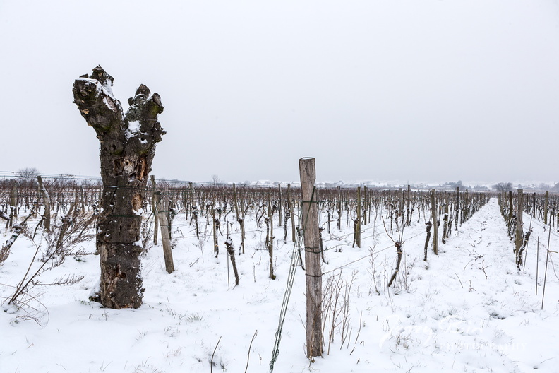 Burgenland-Wein-27.jpg