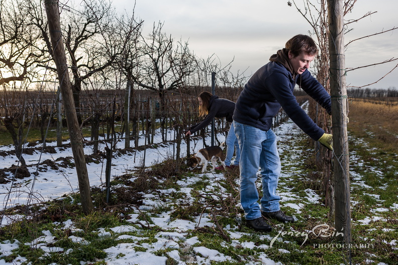 Burgenland-Wein-28.jpg